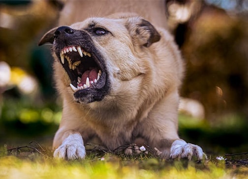 Holding Negligent Pet Owners Accountable